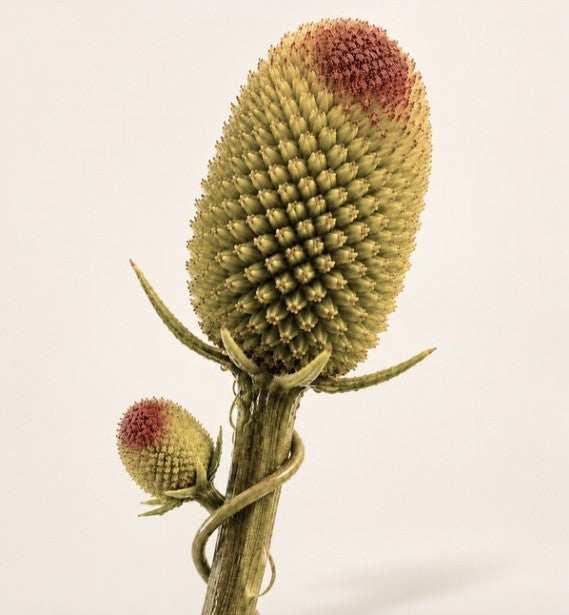 SPILANTHES ACMELLA: THE BOTANICAL KNOWN AS “NATURE’S BOTOX”